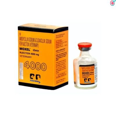 Moxel Injection (Amoxycillin + Cloxacillin) Used to Treat Various Bacterial Infections in Livestock and Pets
